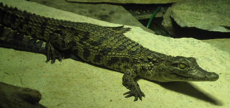 VIVARIUM Nilkrokodil.jpg